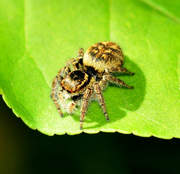 Carrhotus xanthogramma - Moriago (TV)